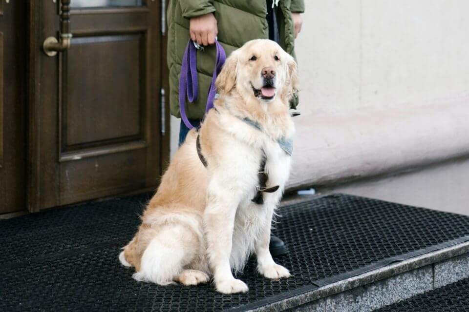 Sitting guide dog by Mikhail Nilov